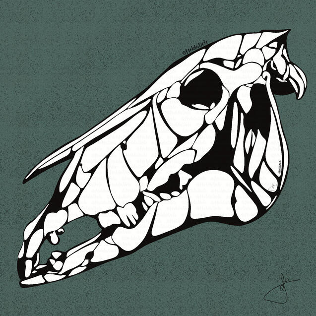 horse